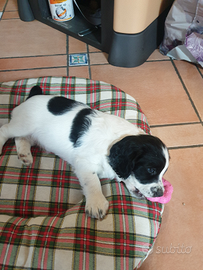 Cucciolo di Springer Spaniel