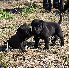 Cuccioli di cane corso