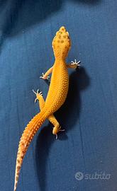 Geco leopardino femmina