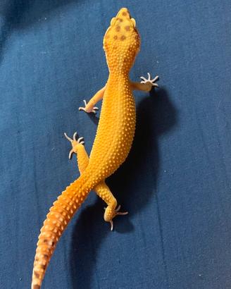 Geco leopardino femmina