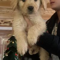 Cuccioli di golden americano