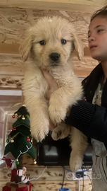 Cuccioli di golden americano