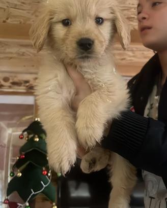 Cuccioli di golden americano