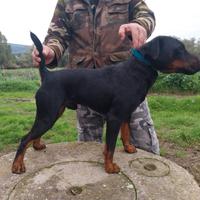 Jagd terrier