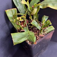 Nepenethes hispida beck
