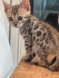 Gatti bengalesi