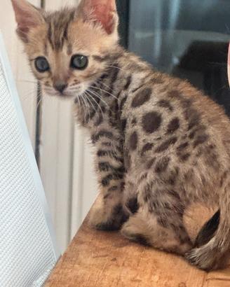 Gatti bengalesi