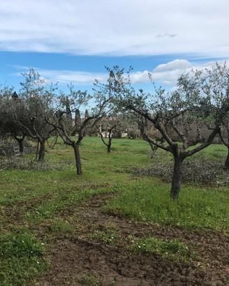 Piante di olivo
