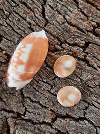 OCCHI DI SANTA LUCIA