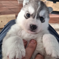Siberian husky