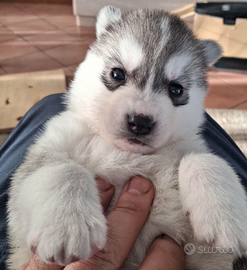 Siberian husky