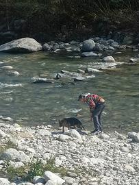 Cucciola pastore tedesco