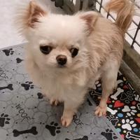 Chihuahua da compagnia