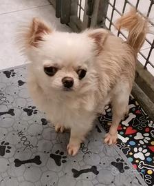 Chihuahua da compagnia