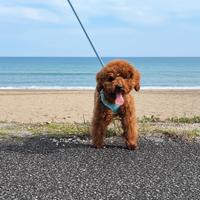 Barboncino Toy Maschio 6,5 mese 24 cm