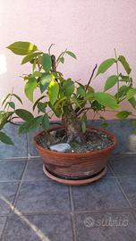 Pre bonsai di Noce 20 anni