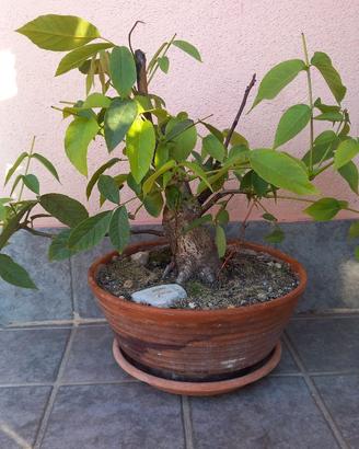 Pre bonsai di Noce 20 anni