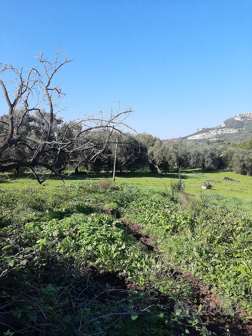 Terreno con Uliveto 1 Ettaro - Altro