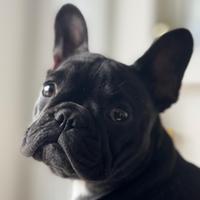 Cucciola Bulldog Francese