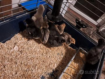 Animali pulcinotti di razza pure