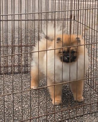 Spitz Tedesco nano Volpino Pomerania