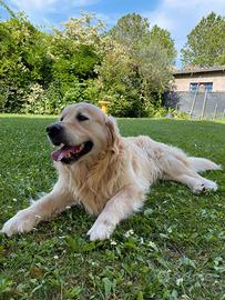Splendido Golden Retriever per accoppiamento