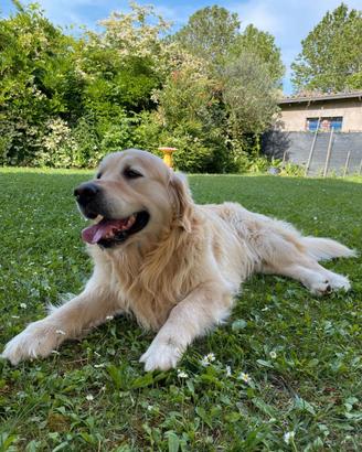 Splendido Golden Retriever per accoppiamento