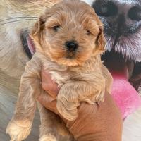 Barboncino Toy maschio