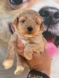 Barboncino Toy maschio