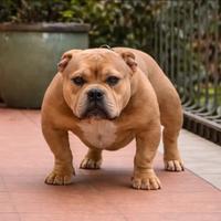 Cucciolo alta genealogia bully