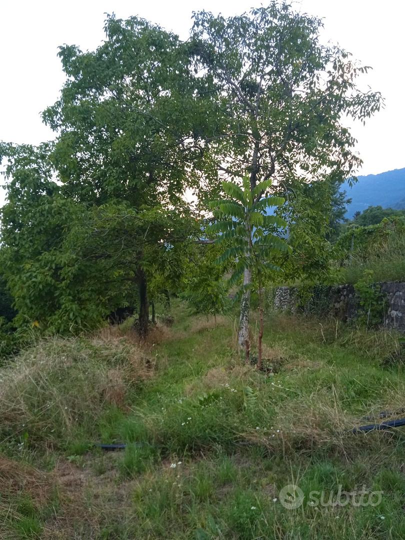 Terreno agricolo a Pedersano - Vista 5