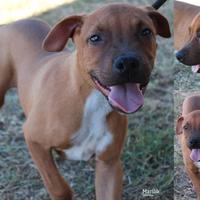 Sting, un cucciolo adorabile, merita una casa