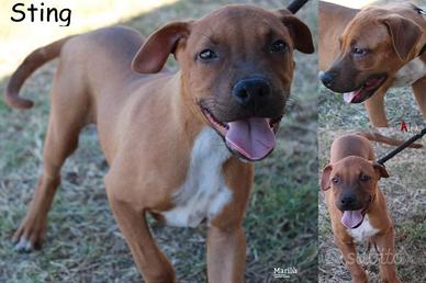 Sting, un cucciolo adorabile, merita una casa