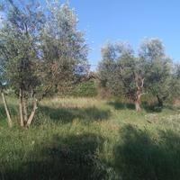 raccolta olive