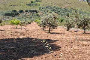 Misilmeri Terreno agricolo
