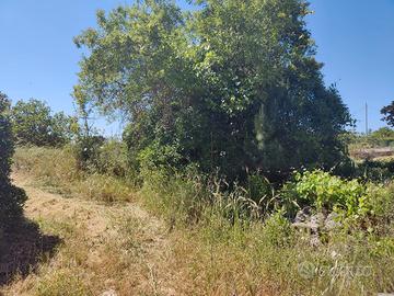 terreno agricolo 