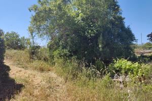 terreno agricolo 