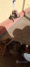 Gatti solo a persone fidate
