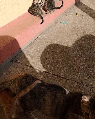 Gatti solo a persone fidate