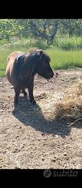 Pony femmina