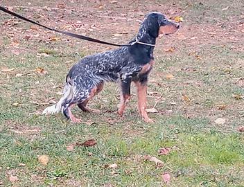 Cucciolone di setter inglese