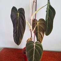 Philodendron melanochrysum