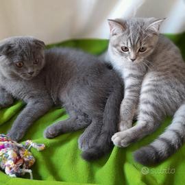 Cuccioli Scottish fold e Scottish straight 