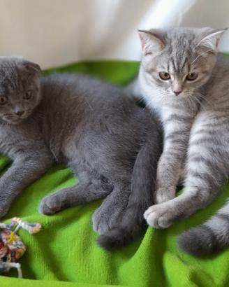 Cuccioli Scottish fold e Scottish straight 