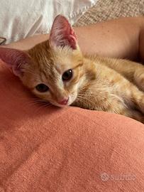 2 Gattini in adozione