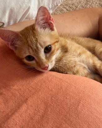 2 Gattini in adozione