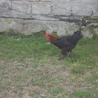 Gallo marans