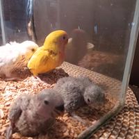 Pappagalli inseparabili cda imbecco il bianco no