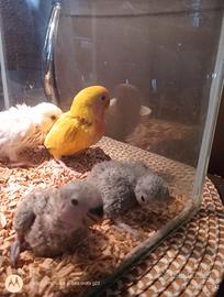 Pappagalli inseparabili cda imbecco il bianco no