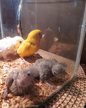 Pappagalli inseparabili cda imbecco il bianco no